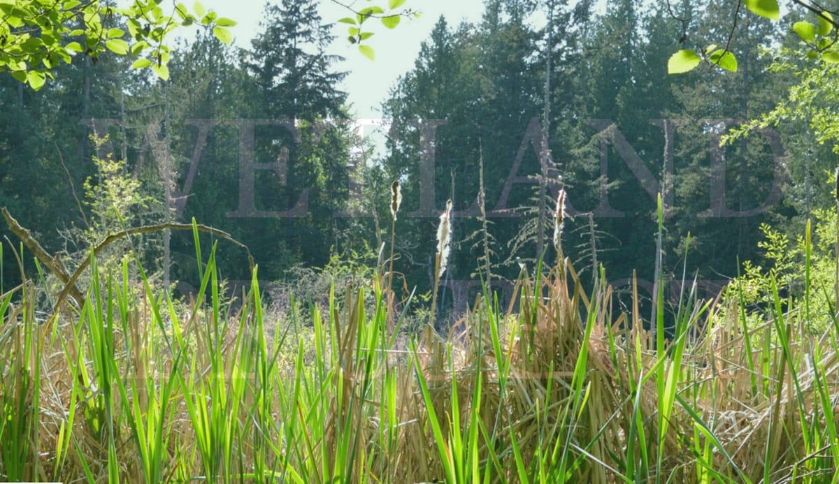 Wetland Project April 22nd