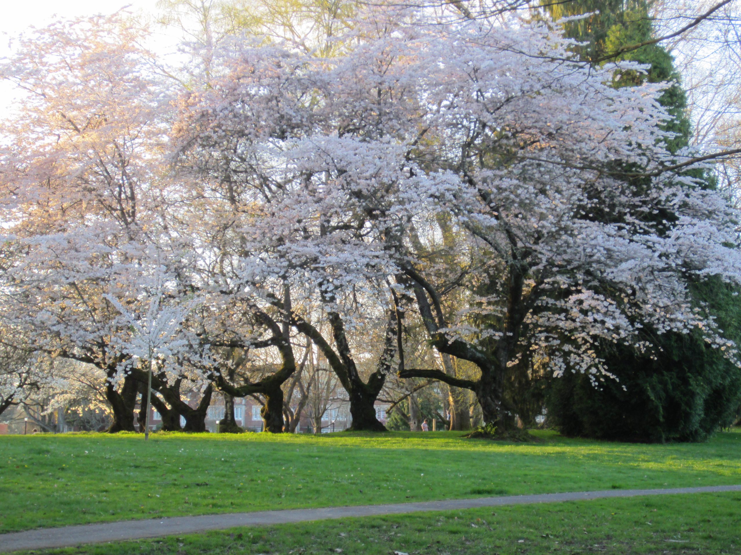 a small grove of trees with pink springtime blossoms, Portland Oregon