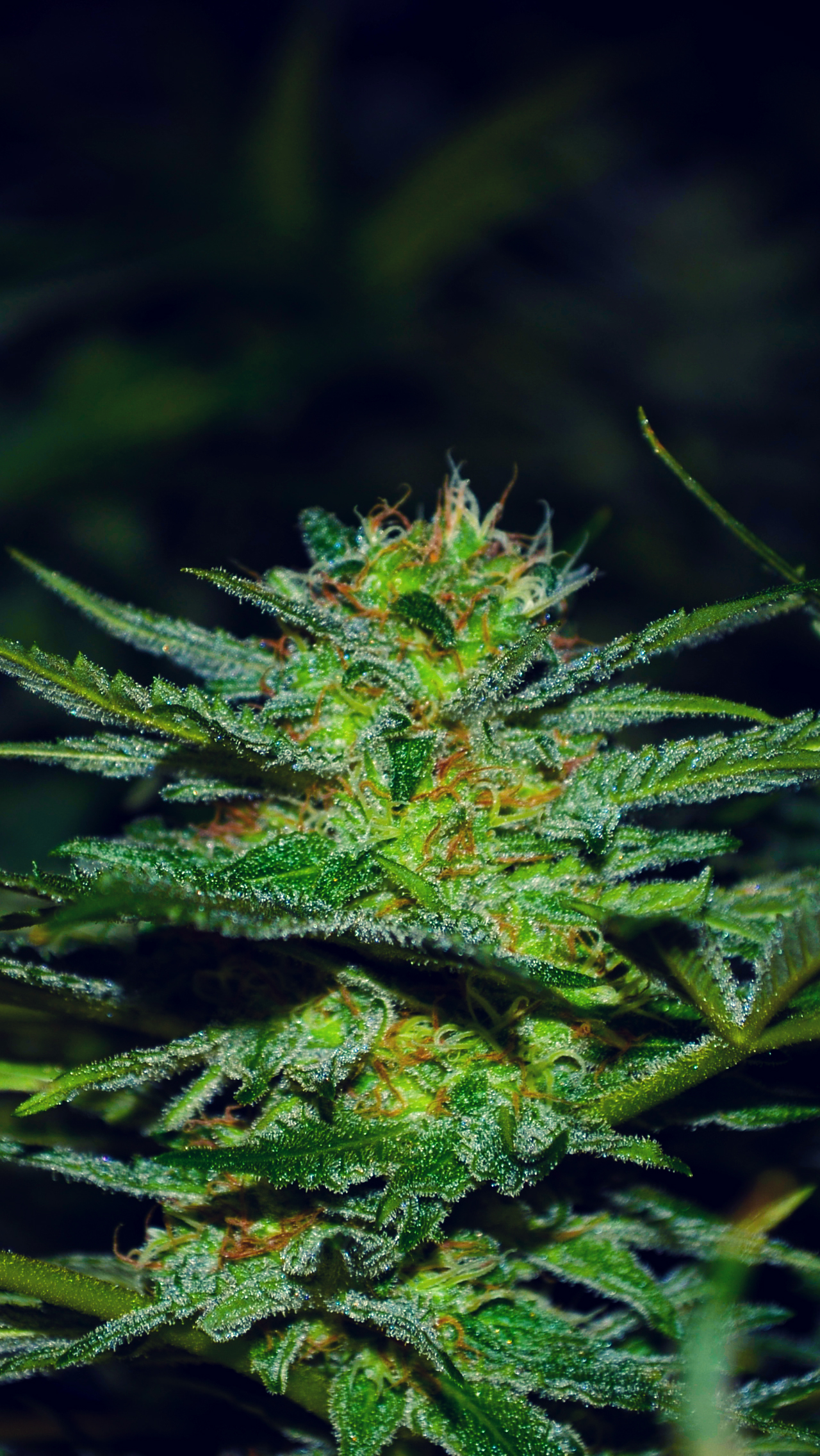 Picture of cannabis flower