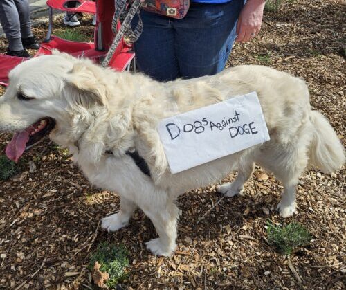 Dogs against DOGE